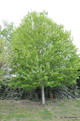 Acer rubrum 'October Glory' — photo 2